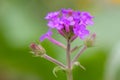 Purple Rigid Verbena rigida, scented flowers and buds